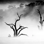 Morning Mist