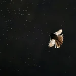 The Morning Dance