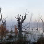 Wetland Winter